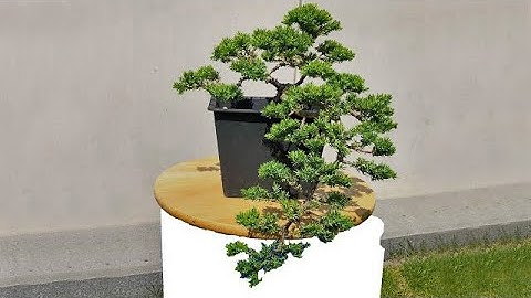 Beginners juniper cascade bonsai Transformation after one year. How to do bonsai trees