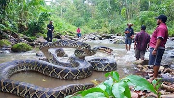A Massive Python Showing Its Full Power in the River