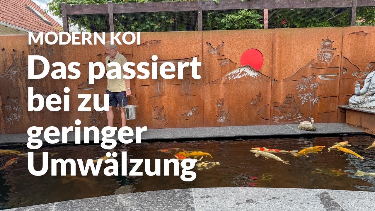 Eine Wasseranalyse an Ingolfs Koiteich | Modern Koi Blog #8091