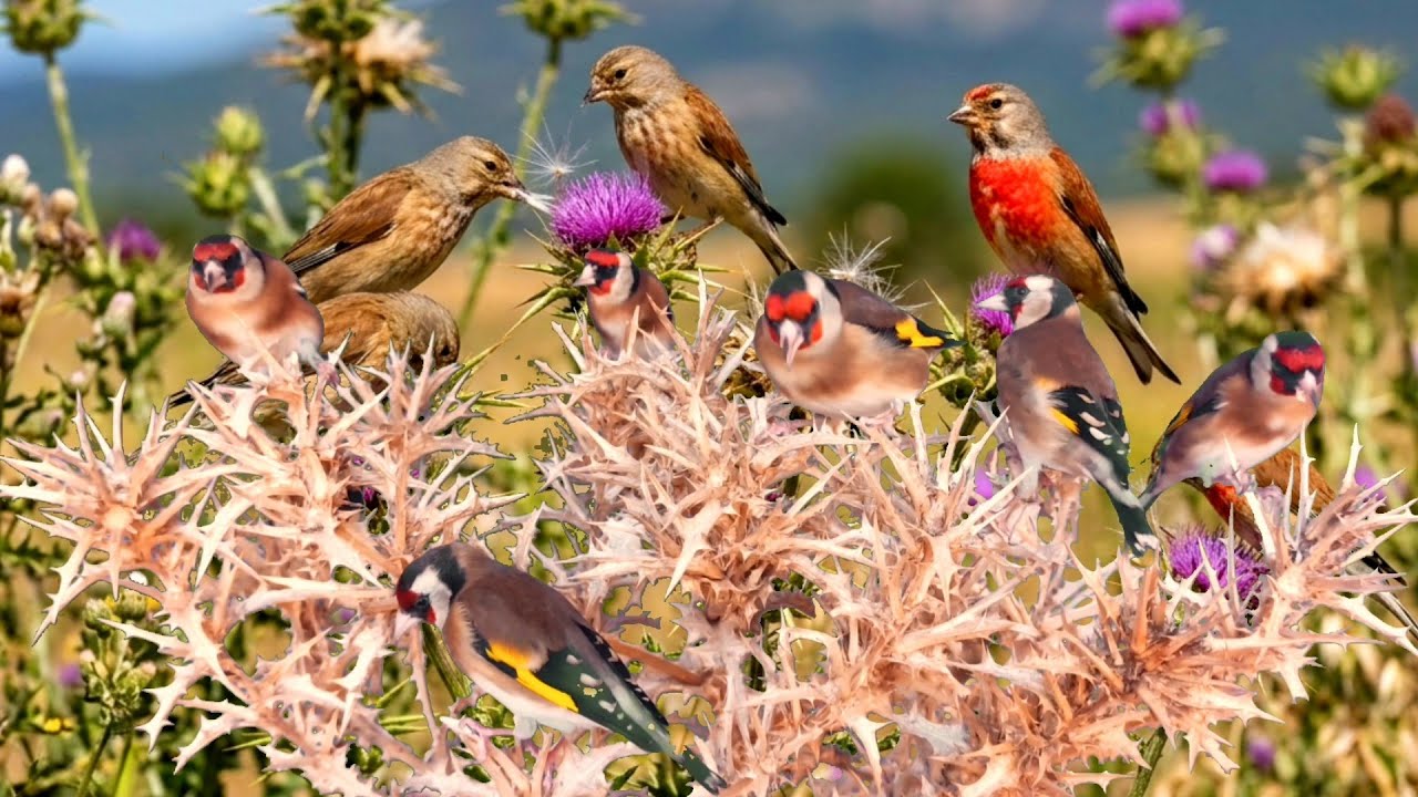 بتبتة الحسون تحفيز الحسون على التغريد والهيجان علاج صمت الحسون goldfinch stimulation #birds 