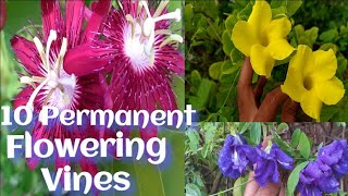 10 Best Permanent Flowering Vines in India, Top 10 Vines/ All Season Flower Plants