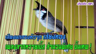 เสียงนกกรงหัวจุกเสียงทอง เพลงลากหวายเบิ้ล สำนวนพิเศษ ขั้นเทพ! Thailand Bird Chào Mào Thái Lan