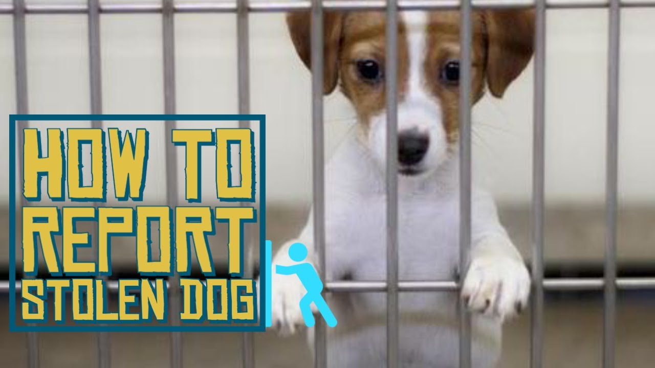 How To Report A Stolen Dog Lost Dog Report Stolen Dog YouTube How To Report A Stolen Dog Lost Dog Report Stolen Dog YouTube