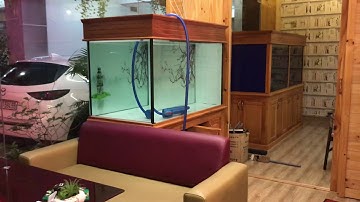 Hồ cá rồng lắp đặt tại q7 - Tphcm