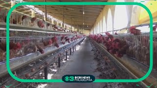 Pennsylvania declared bird flu free
