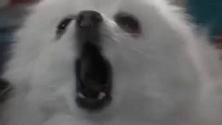 Chucklevision Theme But Its Borked By Gabe The Dog