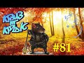 КВИЗ от КРЫС эпизод 81 QUIZ ot KRYS ep #81