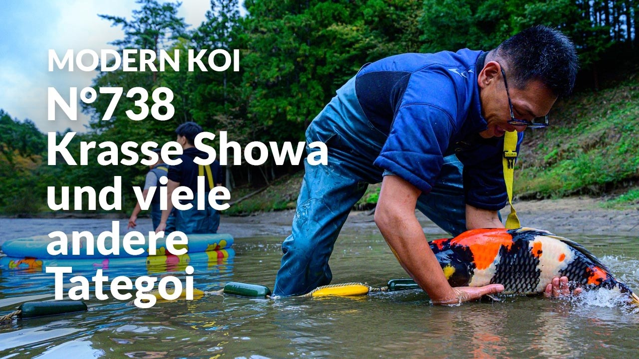 Alle Koi aus Auktion No. 738 im Detail erklärt | Konishi Koi News