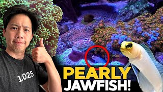 PetCo Pearly Jawfish, SO MANY CORALS! Acans, Zoas. Hammer, Leather corals - local reef club deals!