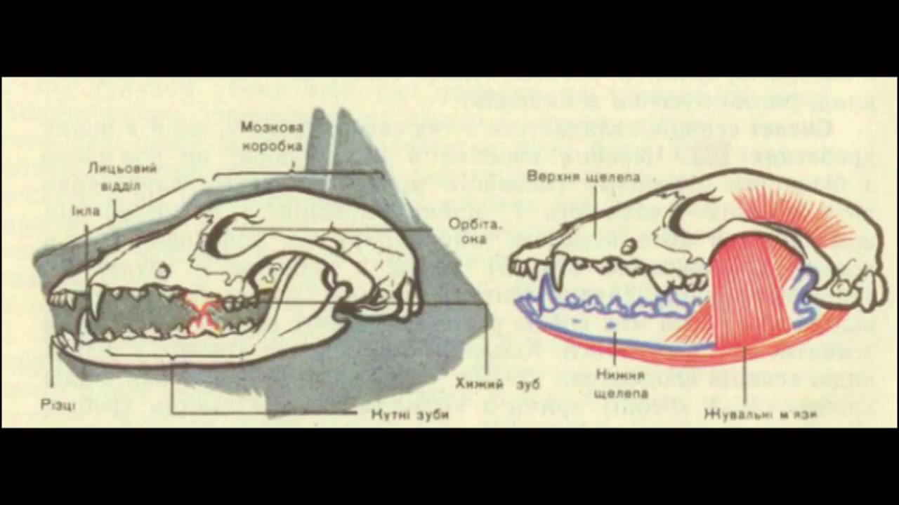 Рассмотрите строение зубов млекопитающих на какие. Строение черепа млекопитающих собака. Кости черепа млекопитающих. Зубная система млекопитающих анатомия. Череп собаки анатомия.