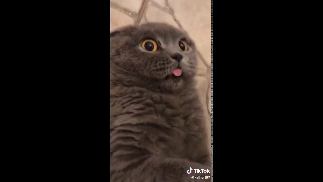 Ты мой миленький хорошенький мой котик слушать