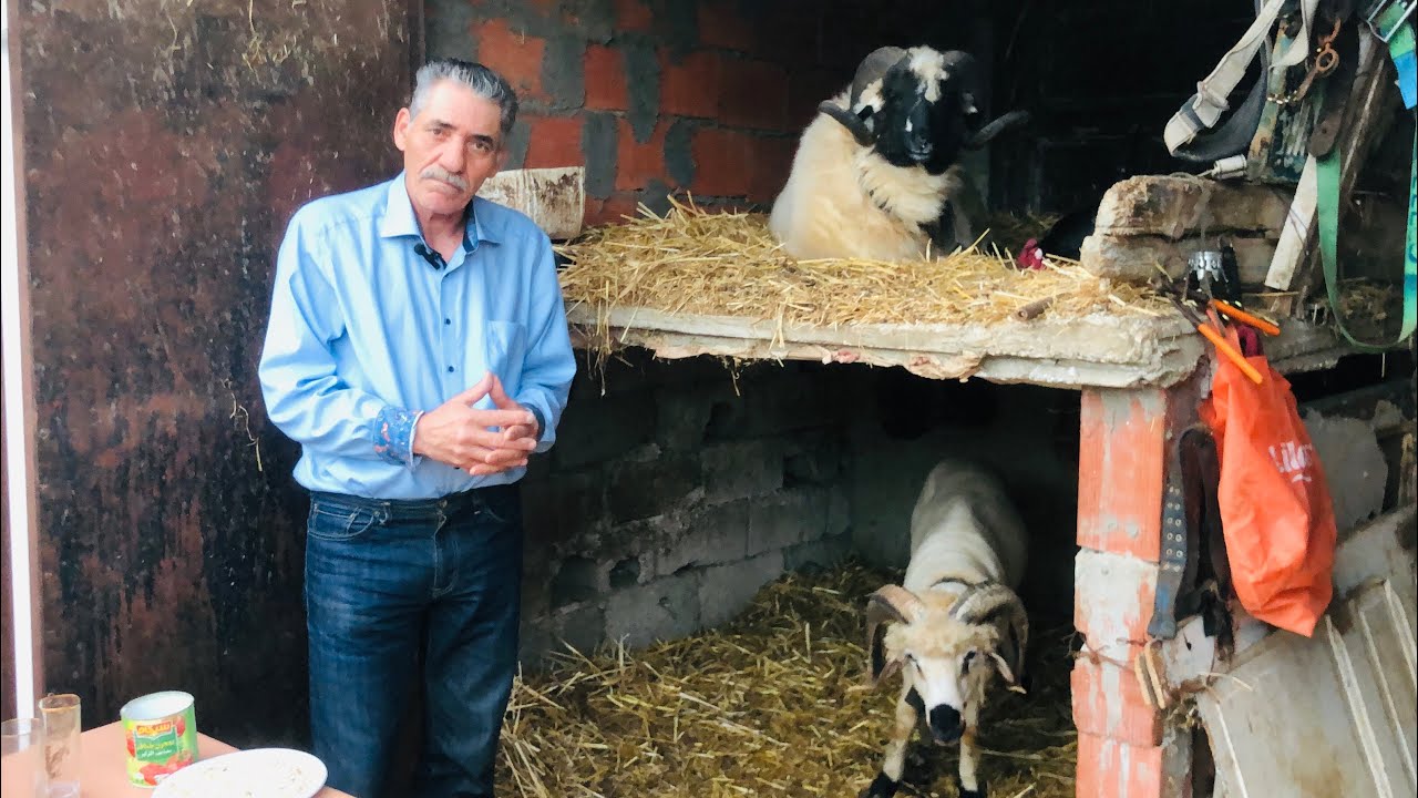 زهير حمام الانف 🇹🇳 أفضل طريقة لتعامل مع الكبش 🤔