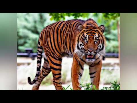 صوت النمر\Tiger voice
