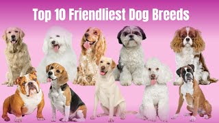 Top 10  I Review Of The Top 10 Friendliest Dog Breeds And Which Breed Is Right For You ?