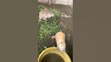 Гигантская крыса! - или нутрия 😅