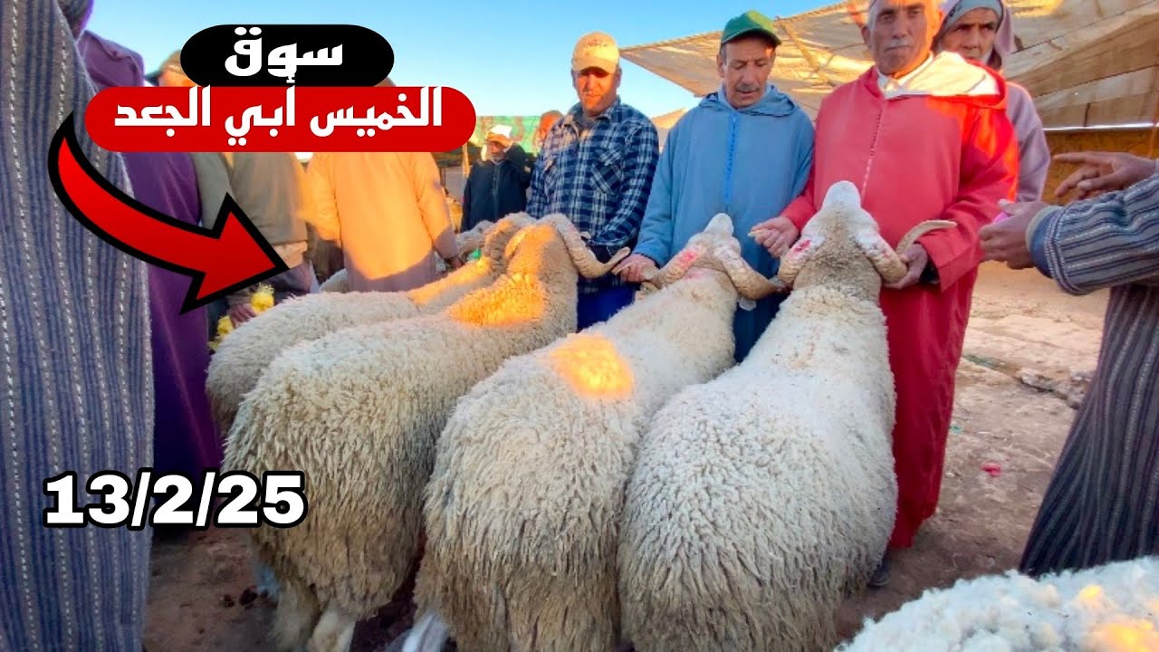 اليوم من سوق الخميس أبي الجعد جهة خربيگة 13/2/25 مع تمن حولي و النعجة و حولية 🐑🐑🇲🇦