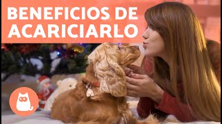 5 BENEFITS of PETTING your DOG 🐶