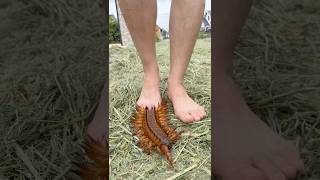 Terrifying Creatures That Appear on Earth P80 #survival #animals #trending #shortvideo #camping