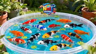 unboxing ikan hias warna warni, ikan koi, ikan glowfish, ikan cupang, kura kura brazil ๐ ๐ unboxing ikan hias warna warni, ikan koi, ikan glowfish, ikan cupang, kura kura brazil ๐ ๐