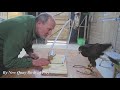 Harris Hawk Enrichment