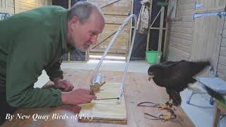 Harris Hawk Enrichment