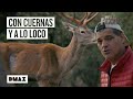 El lado oculto de la berrea de los ciervos en España | Wild Frank