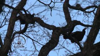 BEAUTIFUL EXCITED HEN YELPS! | CACKLE | FLY DOWN TIME