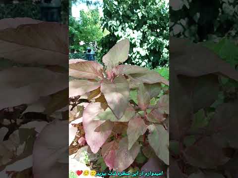 طبیعت و فضای سبز با صفا