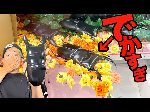 巨大カブトムシUFOキャッチャー もはや草wリアルすぎるでっかいクワガタを１発で取る方法