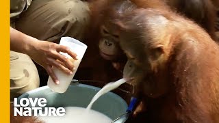 Hilarious Baby Orangutan Valentino Has No Manners | Love Nature
