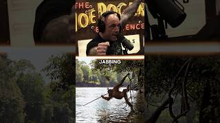 APES Are Entering The Stone Age | Joe Rogan