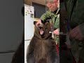 Brave man brushes bears pearly whites 
