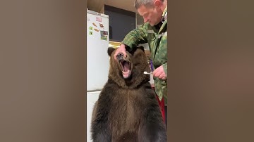 Brave Man Brushes Bears Pearly Whites! 🐻🪥