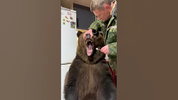 Brave Man Brushes Bears Pearly Whites! 🐻🪥