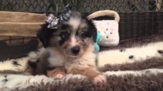 Blue merle, Mini Aussie puppy