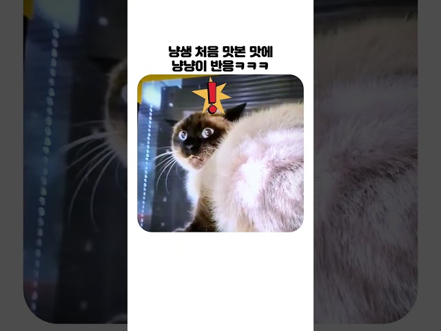냥생 처음이야....이 맛은? ㅋㅋㅋ #고양이