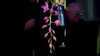 Time lapse Cymbidium 🪴#орхідеї #orchid #flowers #cymbidium #timelapse #