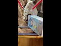 自作クレーンゲーム動画その26(橋渡し縦ハメ編IN最短攻略方法)初心者向け
