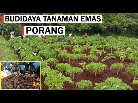 Video: Alpine Arabis (29 Foto): Keterangan Tumbuhan Herba Untuk Tanah Terbuka, Peraturan Untuk Menanam Chester Dari Biji