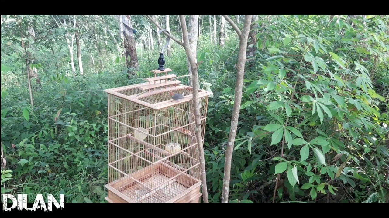 Mikat burung perenjak kepala merah pake pikat# gacor yang liar