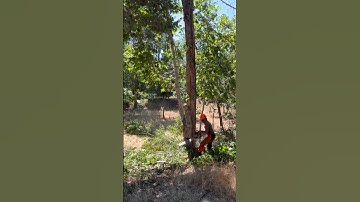 Using a tractor to pull over a dead sycamore tree! #stihlchainsaw #tree #johndeere