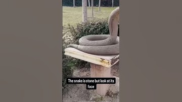 OMG! Snake Attack Caught on Camera 😱 #Viral #Snake #wildlife #surprise #delhi #trendingnow #viral