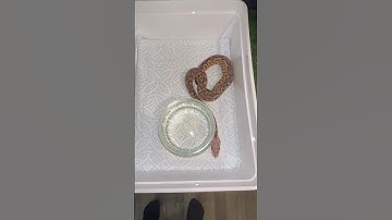 Baby snake update vlog #snake #reptiles #foryou #vlog #update #pets #ballpython #animals #gym