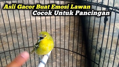 PANCINGAN BURUNG SIRTU CIPOH AMPUH MENGATASI CIPOH MACET BUNYI