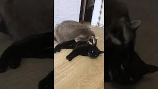 Raccoon and Cat Make Cute Pair || ViralHog