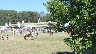 Rienda Potros Saladillo Clasificados