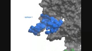 All you want to know about Ablynx's Nanobodies