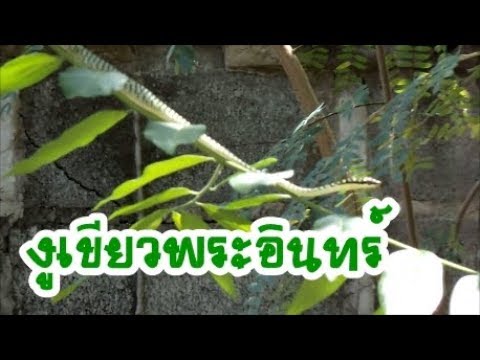 งูเขียวพระอินทร์ หรืองูเขียวดอกหมาก Golden tree snake