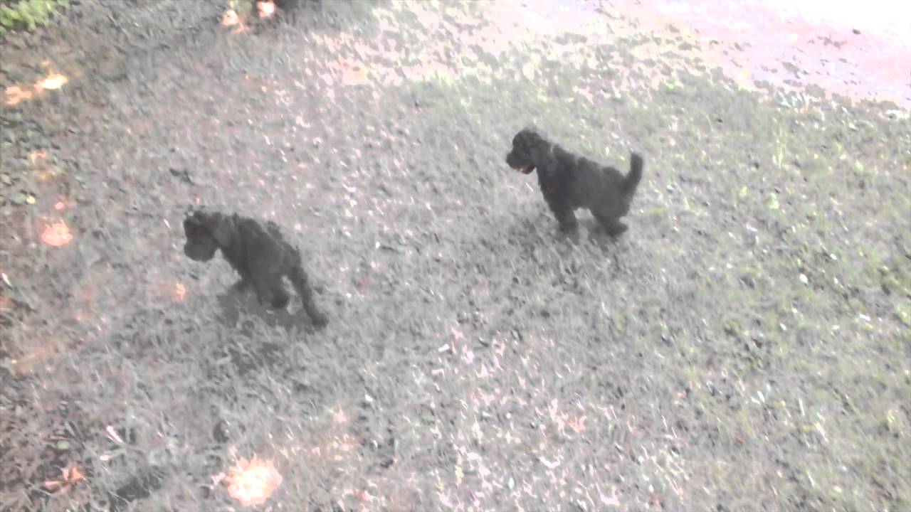 Over The Moon Labradoodles Cho Chang YouTube