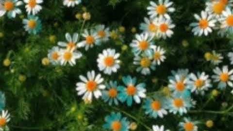 (وما ظلمناهم ولكن كانوا هم الظالمين ) من اجمل تلاوات الشيخ ياسر الدوسري